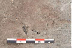 Foto (Detailansicht) von Gleichinites austriacus Ettingshausen (NHMW-GEO-2024-0188-10529)